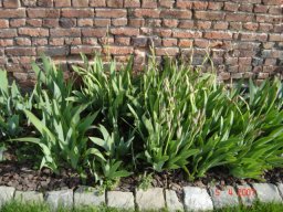 bel_iris_20211127_1652281958